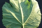 <strong>Urticaceae - Obetia ficifolia - (Poir.) Gaudich.</strong><br />© Sarrailh Jean-Michel / CIRAD