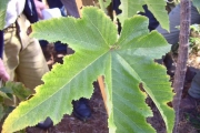 <strong>Urticaceae - Obetia ficifolia - (Poir.) Gaudich.</strong><br />© Perroud Annaïg