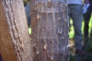 <strong>Urticaceae - Obetia ficifolia - (Poir.) Gaudich.</strong><br />© Perroud Annaïg