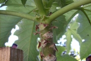 <strong>Urticaceae - Obetia ficifolia - (Poir.) Gaudich.</strong><br />© Perroud Annaïg