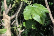 <strong>Urticaceae - Obetia ficifolia - (Poir.) Gaudich.</strong><br />© Sarrailh Jean-Michel / CIRAD
