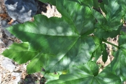<strong>Urticaceae - Obetia ficifolia - (Poir.) Gaudich.</strong><br />© Sarrailh Jean-Michel / CIRAD