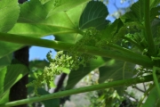 <strong>Urticaceae - Obetia ficifolia - (Poir.) Gaudich.</strong><br />© Sarrailh Jean-Michel / CIRAD