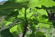 <strong>Urticaceae - Obetia ficifolia - (Poir.) Gaudich.</strong><br />© Sarrailh Jean-Michel / CIRAD