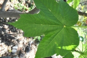 <strong>Urticaceae - Obetia ficifolia - (Poir.) Gaudich.</strong><br />© Sarrailh Jean-Michel / CIRAD