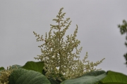 <strong>Urticaceae - Obetia ficifolia - (Poir.) Gaudich.</strong><br />© Sarrailh Jean-Michel / CIRAD