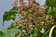 <strong>Urticaceae - Obetia ficifolia - (Poir.) Gaudich.</strong><br />© Sarrailh Jean-Michel / CIRAD