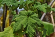 <strong>Urticaceae - Obetia ficifolia - (Poir.) Gaudich.</strong><br />© Sarrailh Jean-Michel / CIRAD