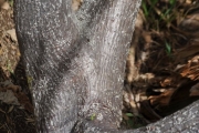 <strong>Urticaceae - Obetia ficifolia - (Poir.) Gaudich.</strong><br />© Sarrailh Jean-Michel / CIRAD