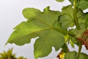 <strong>Urticaceae - Obetia ficifolia - (Poir.) Gaudich.</strong><br />© Sarrailh Jean-Michel / CIRAD