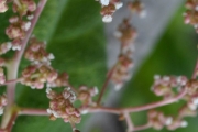 <strong>Urticaceae - Obetia ficifolia - (Poir.) Gaudich.</strong><br />© Sarrailh Jean-Michel / CIRAD
