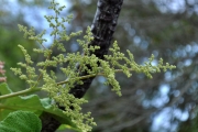 <strong>Urticaceae - Obetia ficifolia - (Poir.) Gaudich.</strong><br />© Sarrailh Jean-Michel / CIRAD