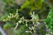 <strong>Urticaceae - Obetia ficifolia - (Poir.) Gaudich.</strong><br />© Sarrailh Jean-Michel / CIRAD
