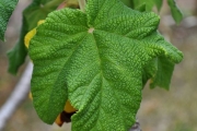 <strong>Urticaceae - Obetia ficifolia - (Poir.) Gaudich.</strong><br />© Sarrailh Jean-Michel / CIRAD