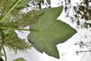 <strong>Urticaceae - Obetia ficifolia - (Poir.) Gaudich.</strong><br />© Sarrailh Jean-Michel / CIRAD