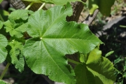 <strong>Urticaceae - Obetia ficifolia - (Poir.) Gaudich.</strong><br />© Sarrailh Jean-Michel / CIRAD