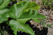 <strong>Urticaceae - Obetia ficifolia - (Poir.) Gaudich.</strong><br />© Sarrailh Jean-Michel / CIRAD
