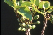 <strong>Lauraceae - Ocotea obtusata - (Nees) Kosterm.</strong><br />© Sarrailh Jean-Michel / CIRAD