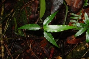 <strong>Lauraceae - Ocotea obtusata - (Nees) Kosterm.</strong><br />© Sarrailh Jean-Michel / CIRAD