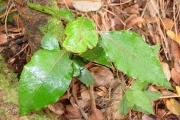 <strong>Lauraceae - Ocotea obtusata - (Nees) Kosterm.</strong><br />© Sarrailh Jean-Michel / CIRAD