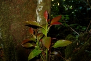 <strong>Lauraceae - Ocotea obtusata - (Nees) Kosterm.</strong><br />© Sarrailh Jean-Michel / CIRAD