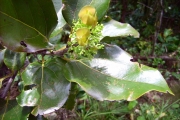 <strong>Lauraceae - Ocotea obtusata - (Nees) Kosterm.</strong><br />© Perroud Annaïg