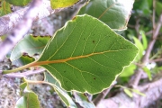 <strong>Lauraceae - Ocotea obtusata - (Nees) Kosterm.</strong><br />© Sarrailh Jean-Michel / CIRAD