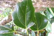 <strong>Lauraceae - Ocotea obtusata - (Nees) Kosterm.</strong><br />© Sarrailh Jean-Michel / CIRAD