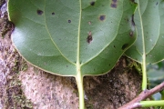 <strong>Lauraceae - Ocotea obtusata - (Nees) Kosterm.</strong><br />© Sarrailh Jean-Michel / CIRAD