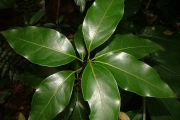 <strong>Lauraceae - Ocotea obtusata - (Nees) Kosterm.</strong><br />© Sarrailh Jean-Michel / CIRAD