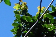 <strong>Lauraceae - Ocotea obtusata - (Nees) Kosterm.</strong><br />© Sarrailh Jean-Michel / CIRAD