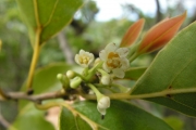 <strong>Lauraceae - Ocotea obtusata - (Nees) Kosterm.</strong><br />© Métro Patrick