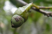 <strong>Lauraceae - Ocotea obtusata - (Nees) Kosterm.</strong><br />© Sarrailh Jean-Michel / CIRAD