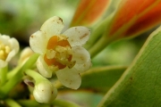 <strong>Lauraceae - Ocotea obtusata - (Nees) Kosterm.</strong><br />© Métro Patrick