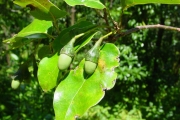 <strong>Lauraceae - Ocotea obtusata - (Nees) Kosterm.</strong><br />© Sarrailh Jean-Michel / CIRAD