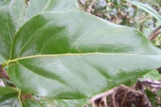 <strong>Lauraceae - Ocotea obtusata - (Nees) Kosterm.</strong><br />© Perroud Annaïg