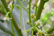 <strong>Lauraceae - Ocotea obtusata - (Nees) Kosterm.</strong><br />© Perroud Annaïg