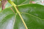 <strong>Lauraceae - Ocotea obtusata - (Nees) Kosterm.</strong><br />© Perroud Annaïg