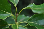 <strong>Lauraceae - Ocotea obtusata - (Nees) Kosterm.</strong><br />© Sarrailh Jean-Michel / CIRAD