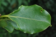 <strong>Lauraceae - Ocotea obtusata - (Nees) Kosterm.</strong><br />© Sarrailh Jean-Michel / CIRAD