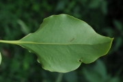 <strong>Lauraceae - Ocotea obtusata - (Nees) Kosterm.</strong><br />© Sarrailh Jean-Michel / CIRAD
