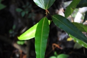 <strong>Lauraceae - Ocotea obtusata - (Nees) Kosterm.</strong><br />© Sarrailh Jean-Michel / CIRAD