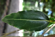 <strong>Lauraceae - Ocotea obtusata - (Nees) Kosterm.</strong><br />© Sarrailh Jean-Michel / CIRAD
