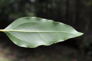 <strong>Lauraceae - Ocotea obtusata - (Nees) Kosterm.</strong><br />© Sarrailh Jean-Michel / CIRAD