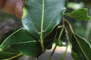 <strong>Lauraceae - Ocotea obtusata - (Nees) Kosterm.</strong><br />© Sarrailh Jean-Michel / CIRAD