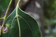 <strong>Lauraceae - Ocotea obtusata - (Nees) Kosterm.</strong><br />© Sarrailh Jean-Michel / CIRAD