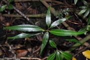 <strong>Lauraceae - Ocotea obtusata - (Nees) Kosterm.</strong><br />© Sarrailh Jean-Michel / CIRAD