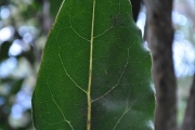 <strong>Lauraceae - Ocotea obtusata - (Nees) Kosterm.</strong><br />© Sarrailh Jean-Michel / CIRAD