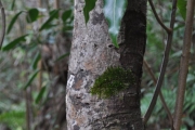 <strong>Lauraceae - Ocotea obtusata - (Nees) Kosterm.</strong><br />© Sarrailh Jean-Michel / CIRAD