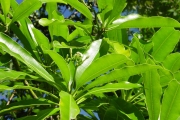 <strong>Apocynaceae - Ochrosia borbonica - J.F.Gmel.</strong><br />© Sarrailh Jean-Michel / CIRAD